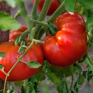 Tomato Chefs Choice Red